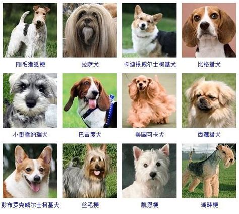 咖啡色狗品種|犬種一覽 